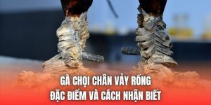 Gà Chọi Chân Vảy Rồng - Đặc Điểm Và Cách Nhận Biết